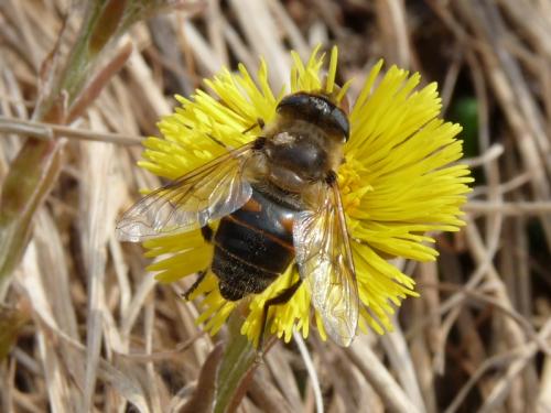 Eristalis tenax