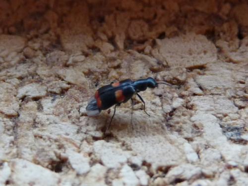 Réf. 137 291 : Anthocomus fasciatus