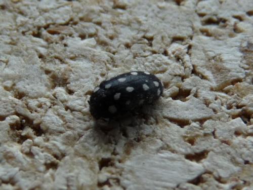 Attagenus punctatus