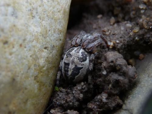 Larinioides cornutus
