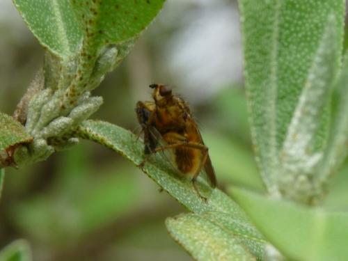 Scathophaga stercoraria
