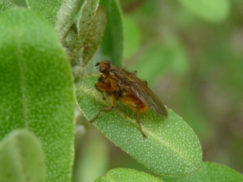 Scathophaga stercoraria