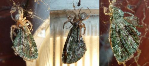 Chloroclysta siterata