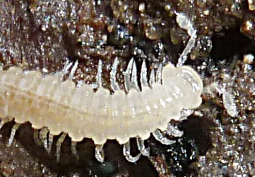 Brachychaeteuma bagnalli