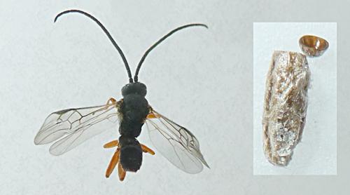 Microplitis tuberculifer