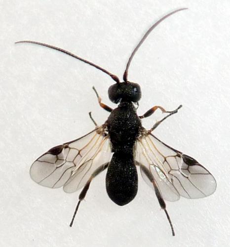 Ascogaster sp.