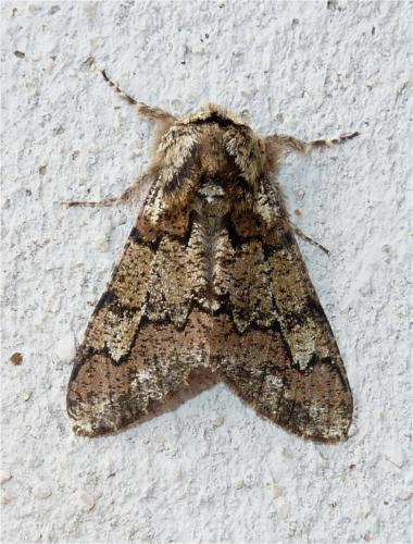 Réf. 137 373 : Biston strataria