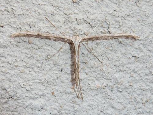 Emmelina monodactyla