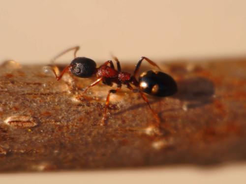 Réf. 137 253 : Dolichoderus quadripunctatus