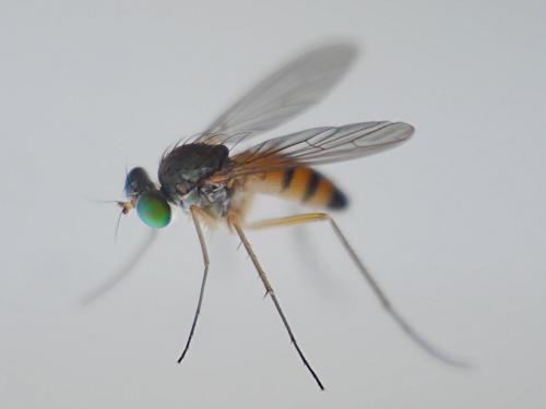 Sciapus sp.