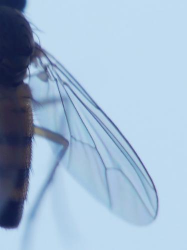 Sciapus sp.