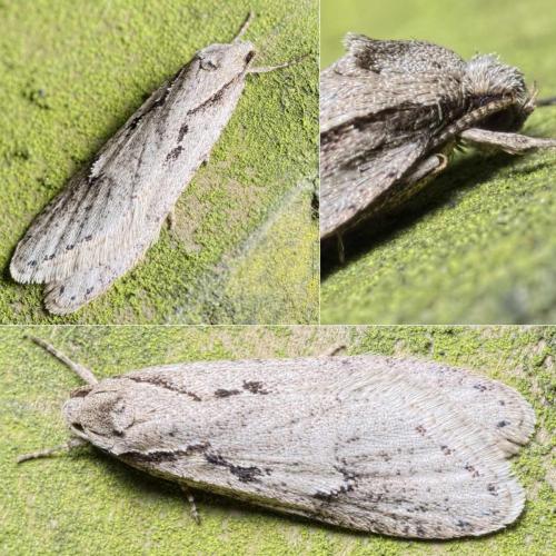Semioscopis avellanella