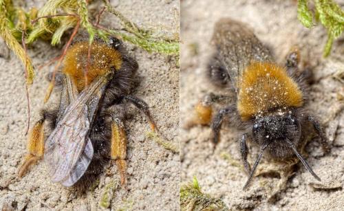 Réf. 137 577 : Andrena clarkella