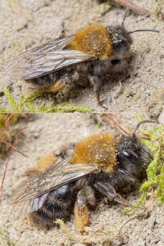 Andrena clarkella