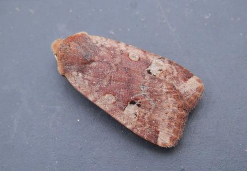 Réf. 137 124 : Conistra erythrocephala