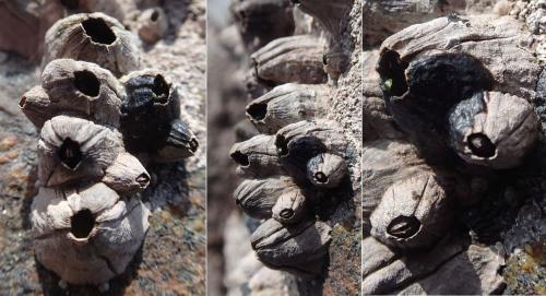 Perforatus perforatus