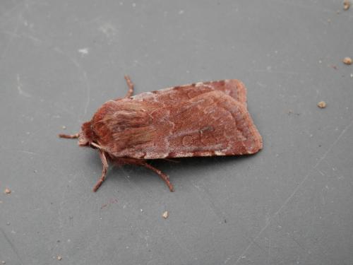 Cerastis rubricosa