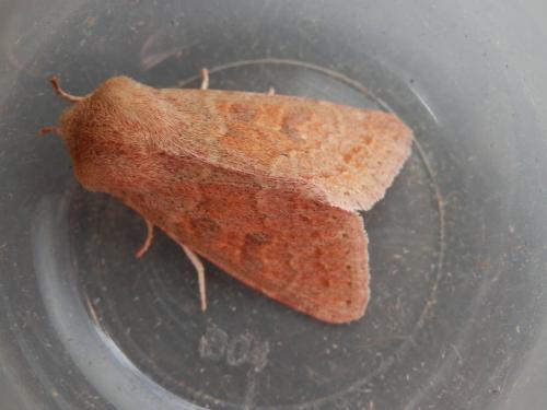 Réf. 137 668 : Orthosia miniosa