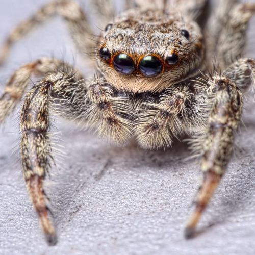 Marpissa muscosa