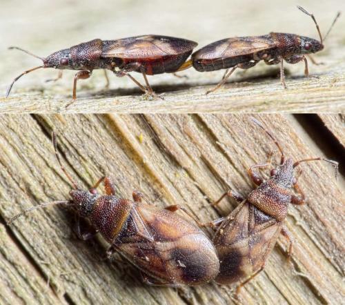 Oxycarenus modestus