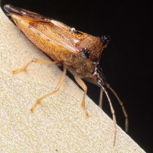 Elasmucha ferrugata
