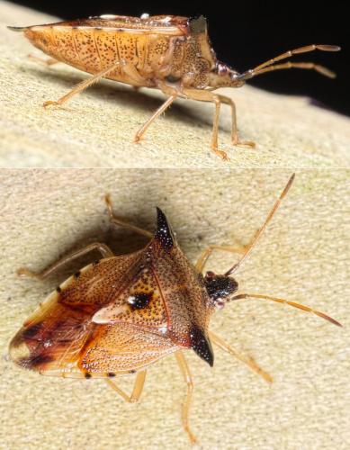 Réf. 137 885 : Elasmucha ferrugata