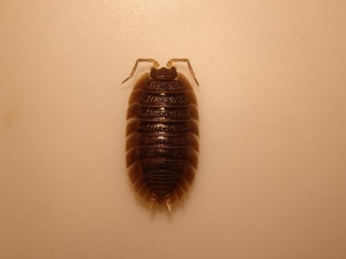 Porcellio dilatatus