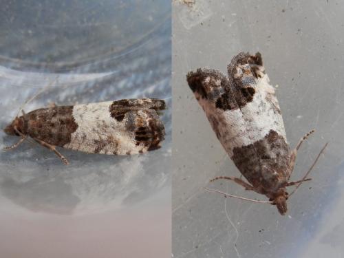 Réf. 137 568 : Spilonota ocellana