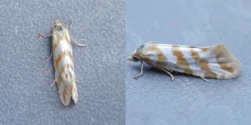 Aethes margaritana