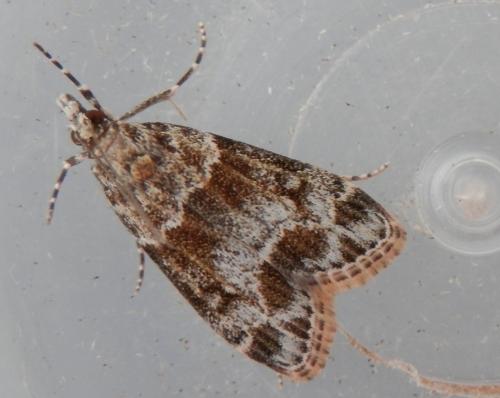 Eudonia mercurella