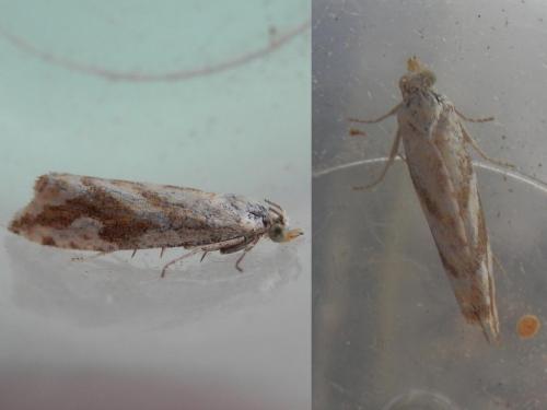 Réf. 137 580 : Thiodia citrana