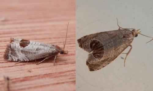 Notocelia uddmanniana