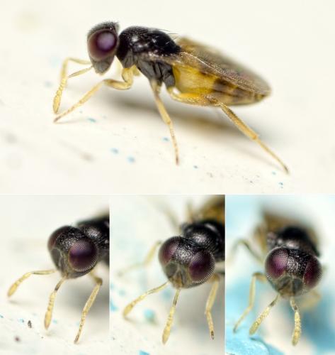Aphelinus sp.