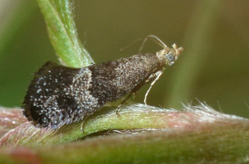 Tinagma perdicella