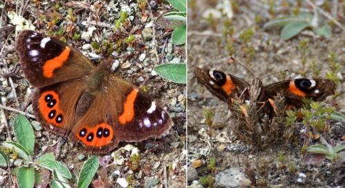 Réf. 137 444 : Vanessa gonerilla