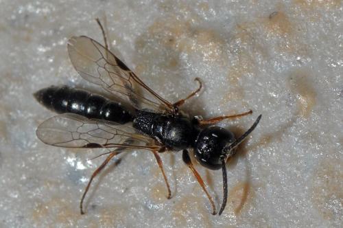 Réf. 137 647 : Passaloecus corniger