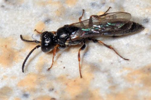 Réf. 137 648 : Passaloecus corniger