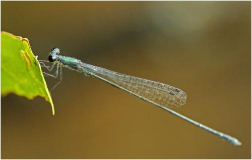 Peristicta jalmosi