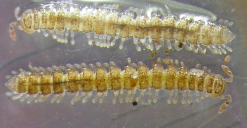 Réf. 137 810 : Brachydesmus superus