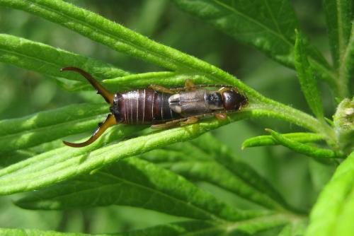 Forficula auricularia