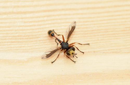 Réf. 137 676 : Physocephala vittata