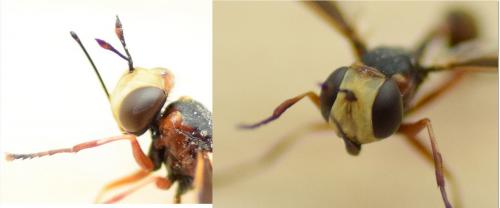 Réf. 137 678 : Physocephala vittata