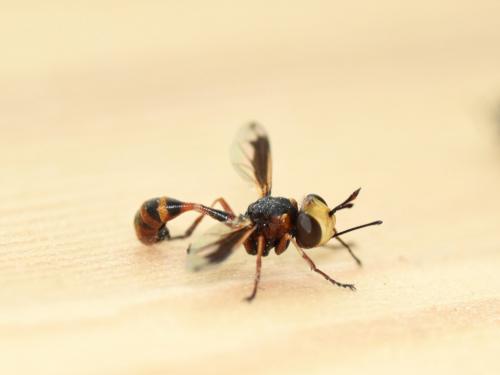 Réf. 137 677 : Physocephala vittata