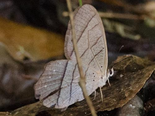 Pierella lamia