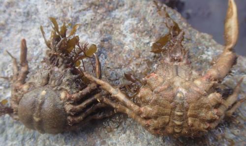 Pisa tetraodon
