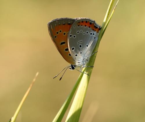 Réf. 137 926 : Lycaena dispar