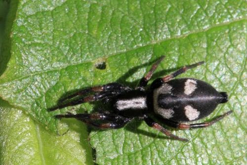 Kishidaia conspicua