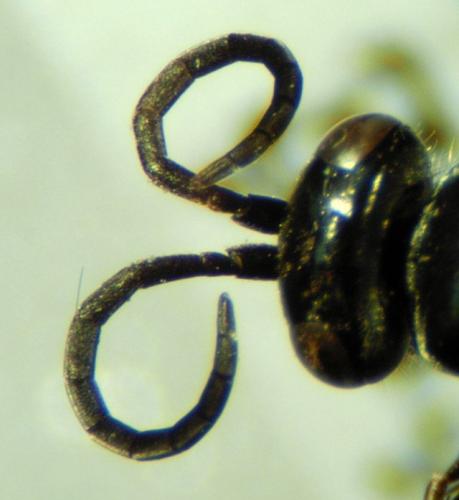 Réf. 137 422 : Evagetes pectinipes trispinosus