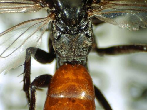 Réf. 137 417 : Evagetes pectinipes trispinosus