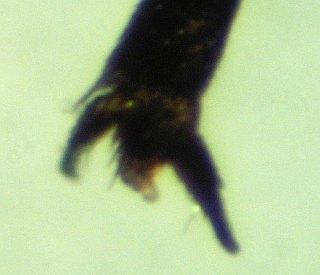 Réf. 137 423 : Evagetes pectinipes trispinosus